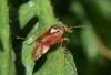 Lygus sp.